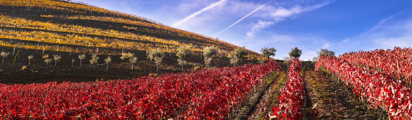 Quinta do Crasto